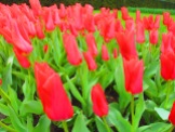Tulips at the Keukenhof, The Netherlands